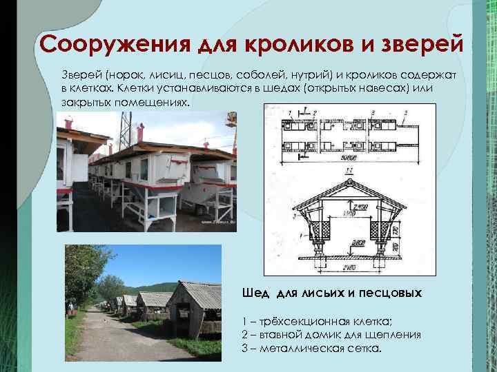 Сооружения для кроликов и зверей Зверей (норок, лисиц, песцов, соболей, нутрий) и кроликов содержат