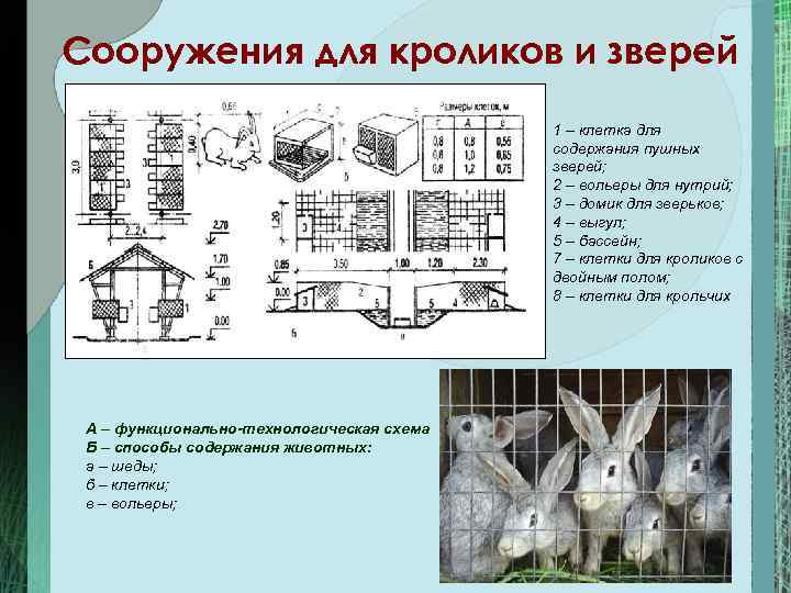 Сооружения для кроликов и зверей 1 – клетка для содержания пушных зверей; 2 –