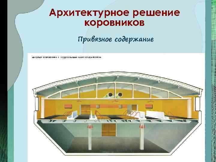 Архитектурное решение коровников Привязное содержание 