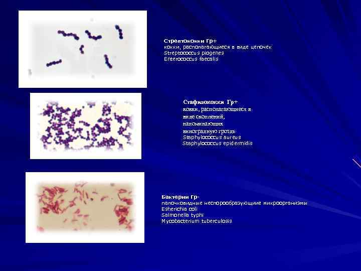 Стрептококки Гр+ кокки, располагающиеся в виде цепочек Streptococcus piogenes Enterococcus faecalis  Стафилококки Гр+