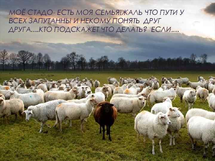 МОЁ СТАДО- ЕСТЬ МОЯ СЕМЬЯ!ЖАЛЬ ЧТО ПУТИ У ВСЕХ ЗАПУТАННЫ И НЕКОМУ ПОНЯТЬ ДРУГА.