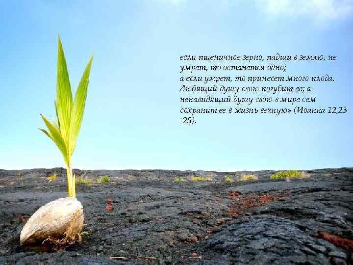 если пшеничное зерно, падши в землю, не умрет, то останется одно; а если умрет,