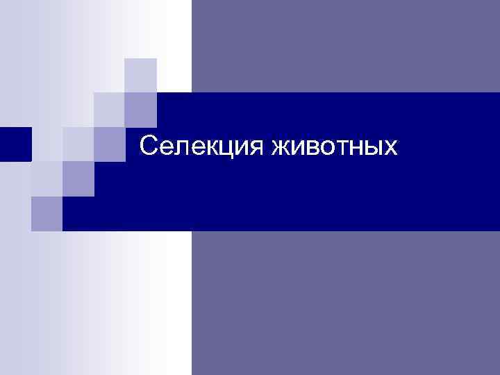 Селекция животных 