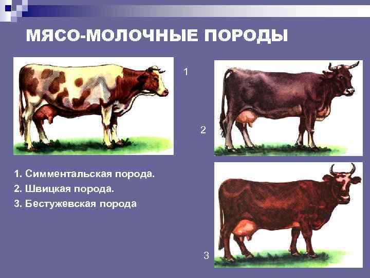 МЯСО-МОЛОЧНЫЕ ПОРОДЫ 1 2 1. Симментальская порода. 2. Швицкая порода. 3. Бестужевская порода 3