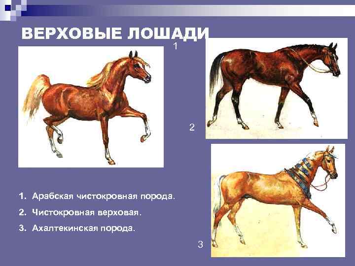 ВЕРХОВЫЕ ЛОШАДИ 1 2 1. Арабская чистокровная порода. 2. Чистокровная верховая. 3. Ахалтекинская порода.