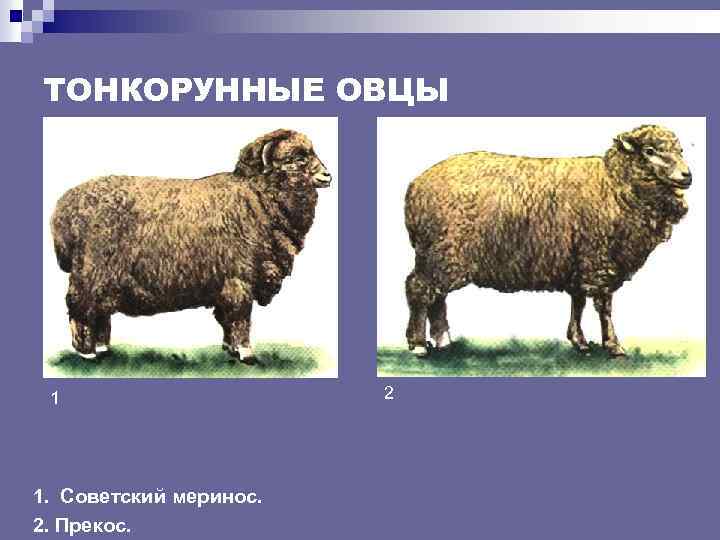 ТОНКОРУННЫЕ ОВЦЫ 1 1. Советский меринос. 2. Прекос. 2 