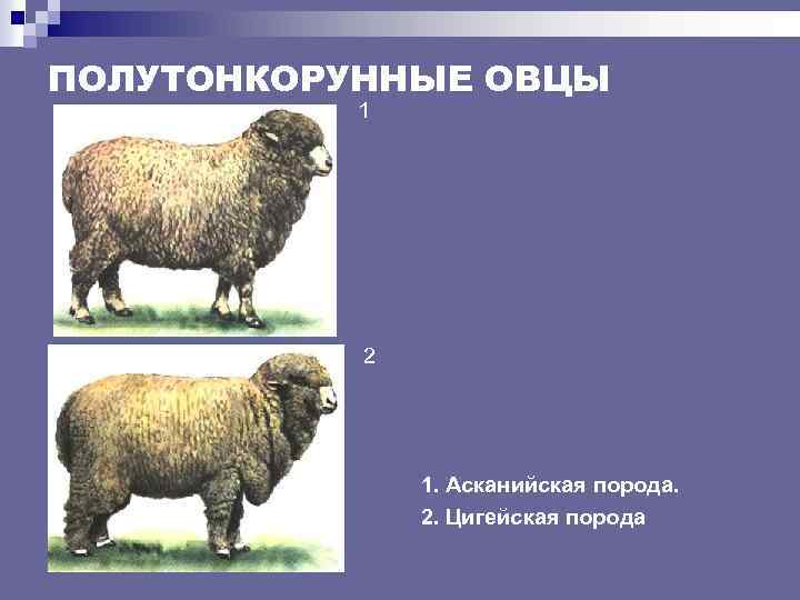 ПОЛУТОНКОРУННЫЕ ОВЦЫ 1 2 1. Асканийская порода. 2. Цигейская порода 