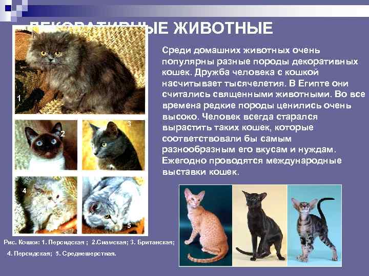 ДЕКОРАТИВНЫЕ ЖИВОТНЫЕ 1 3 2 Среди домашних животных очень популярны разные породы декоративных кошек.