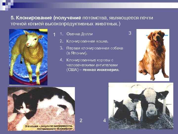 5. Клонирование (получение потомства, являющееся почти точной копией высокопродуктивных животных. ) 1 1. 3