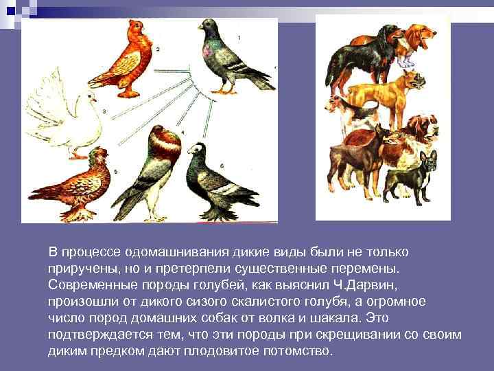 В процессе одомашнивания дикие виды были не только приручены, но и претерпели существенные перемены.