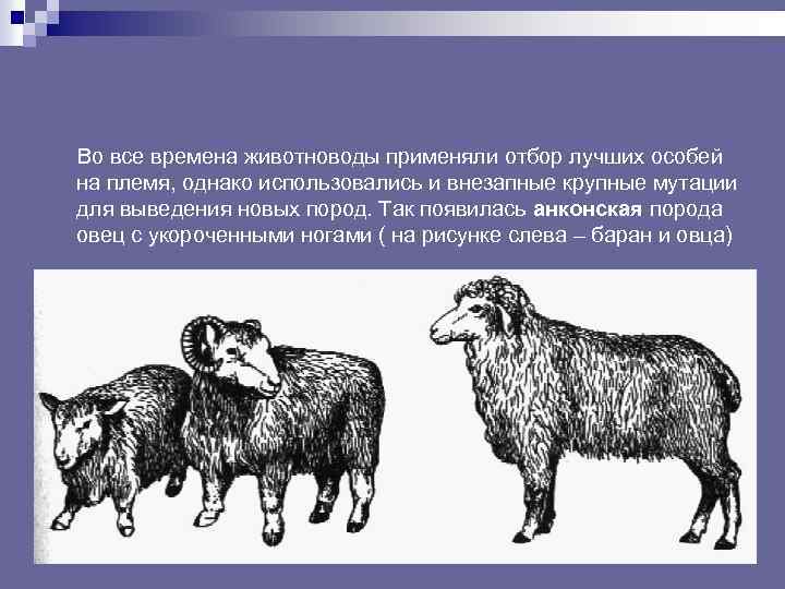 Породы животных примеры 2 класс. Анконская порода овец. Селекция Баранов. Выведение новых пород. Анконская мутация у овец.
