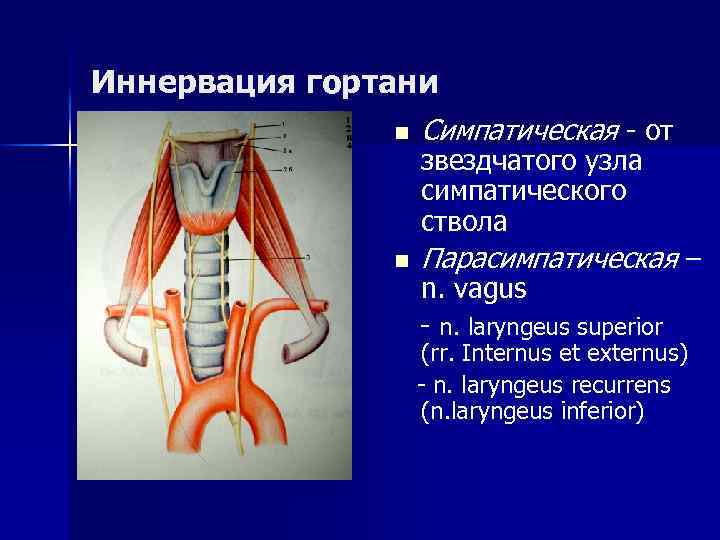 Острый ларинготрахеит Острый ларинготрахеит