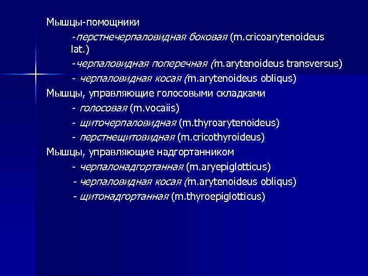 Мышцы-помощники -перстнечерпаловидная боковая (m. cricoarytenoideus lat. ) -черпаловидная поперечная (m. arytenoideus Мышцы-помощники -перстнечерпаловидная боковая (m. cricoarytenoideus lat. ) -черпаловидная поперечная (m. arytenoideus