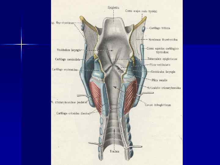 Кровоснабжение гортани n Верхняя щитовидная артерия (a. thyroidea superior) верхняя гортанная артерия (a. Кровоснабжение гортани n Верхняя щитовидная артерия (a. thyroidea superior) верхняя гортанная артерия (a.