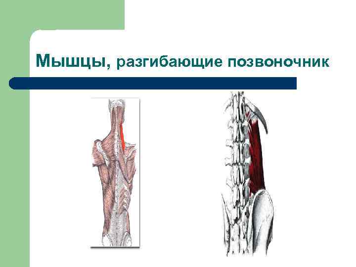 Мышцы, разгибающие позвоночник 