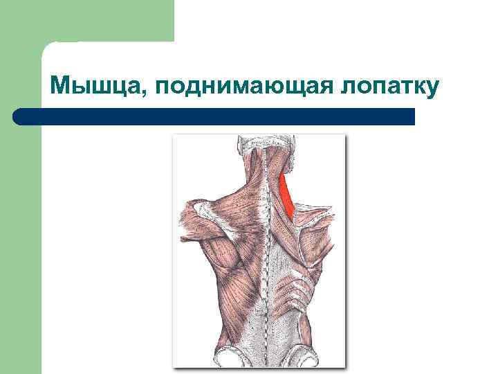 Мышца, поднимающая лопатку 