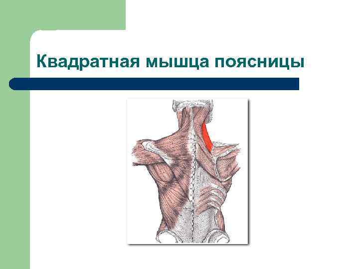 Квадратная мышца поясницы 