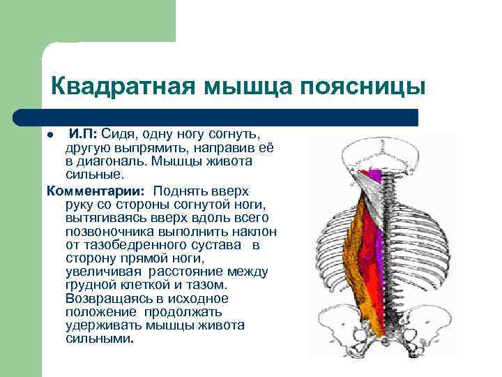 Квадратная мышца поясницы. Антагонист квадратной мышцы поясницы. Квадратная мышца расположение. Мышцы живота квадратная мышца поясницы. Квадратная мышца поясницы функции.