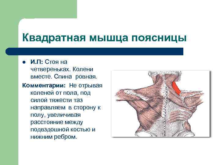 Квадратная мышца поясницы И. П: Стоя на четвереньках. Колени вместе. Спина ровная. Комментарии: Не