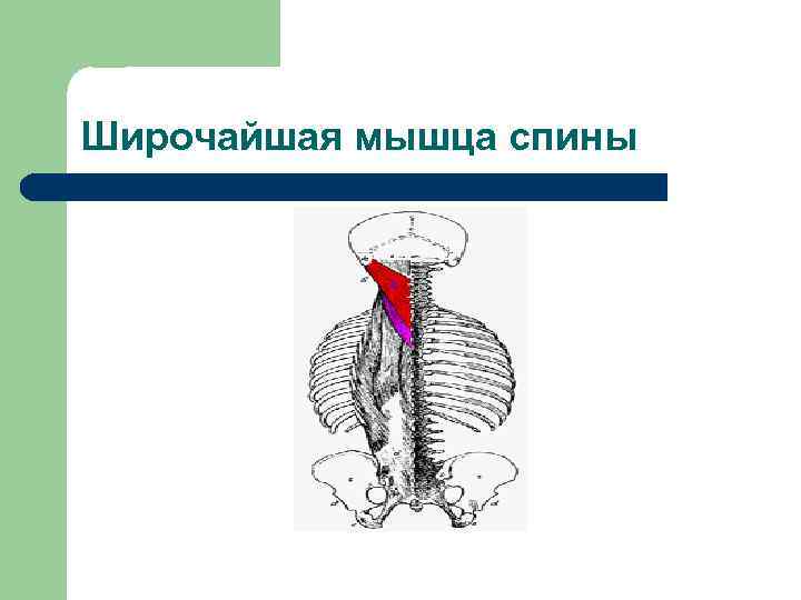 Широчайшая мышца спины 