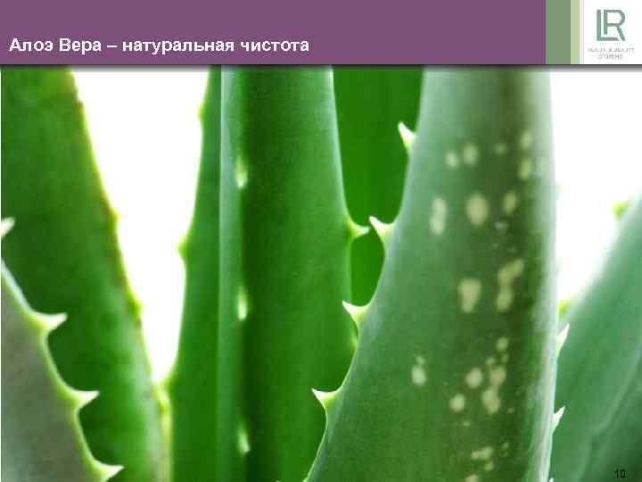 Алоэ Вера – натуральная чистота 10 