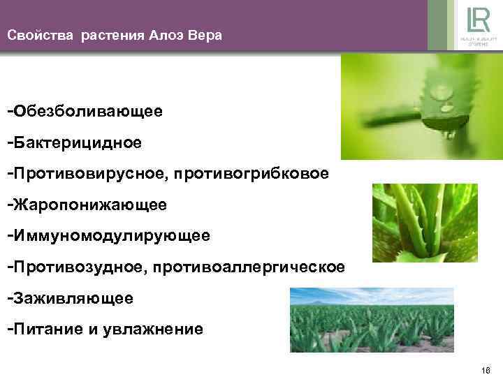 Свойства растения Алоэ Вера -Обезболивающее -Бактерицидное -Противовирусное, противогрибковое -Жаропонижающее -Иммуномодулирующее -Противозудное, противоаллергическое -Заживляющее -Питание