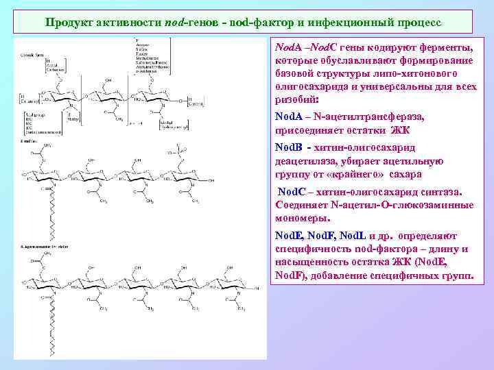 Продукт активности nod-генов - nod-фактор и инфекционный процесс Nod. A –Nod. C гены кодируют