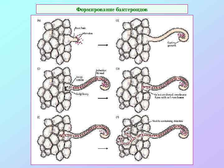 Формирование бактероидов 