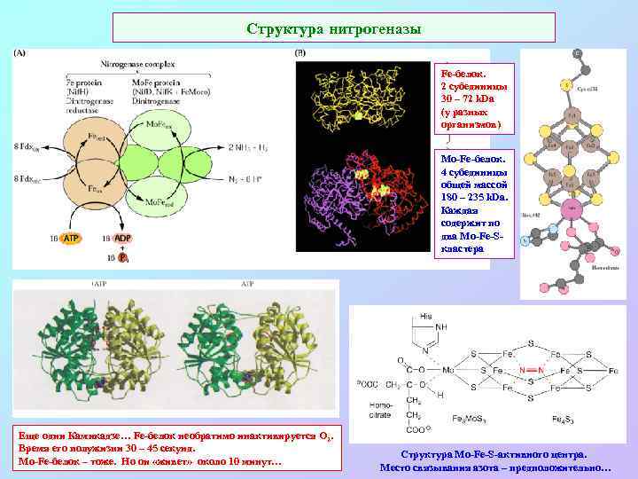 Структура нитрогеназы Fe-белок. 2 субединицы 30 – 72 k. Da (у разных организмов) Mo-Fe-белок.