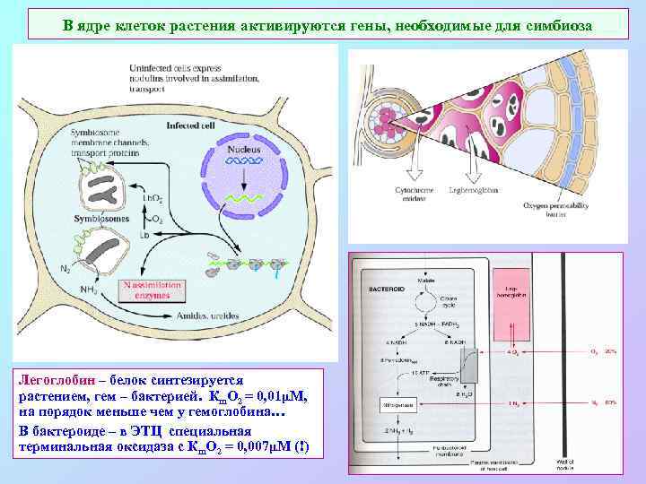 В ядре клеток растения активируются гены, необходимые для симбиоза Легоглобин – белок синтезируется растением,