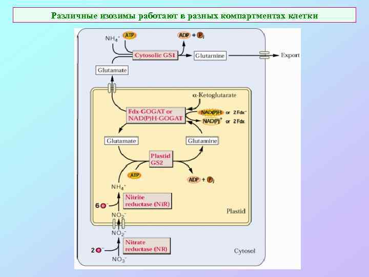 Различные изозимы работают в разных компартментах клетки 