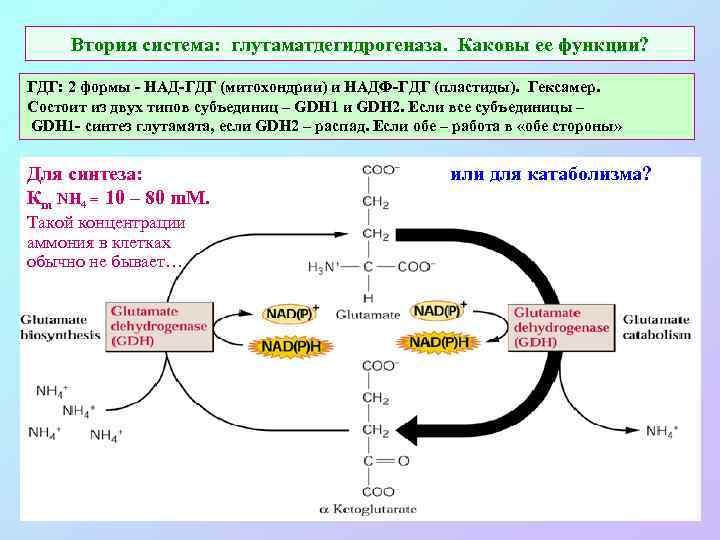 Втория система: глутаматдегидрогеназа. Каковы ее функции? ГДГ: 2 формы - НАД-ГДГ (митохондрии) и НАДФ-ГДГ