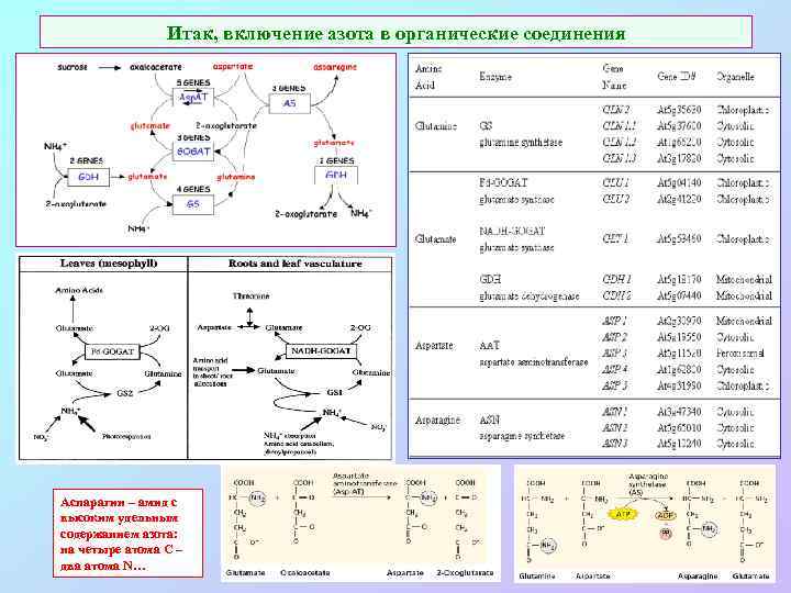 Итак, включение азота в органические соединения Аспарагин – амид с высоким удельным содержанием азота: