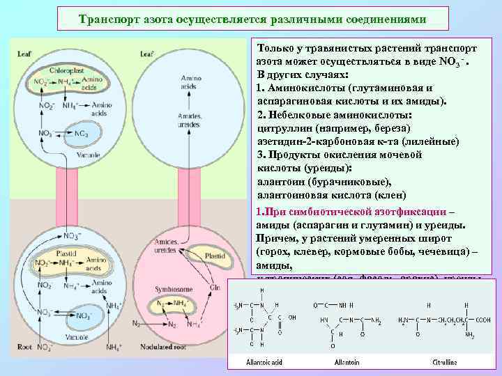 Транспорт азота осуществляется различными соединениями Только у травянистых растений транспорт азота может осуществляться в