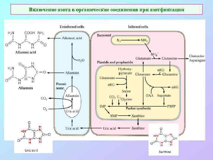 Включение азота в органические соединения при азотфиксации 