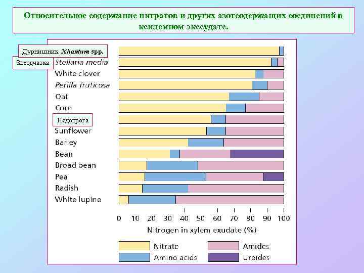 Относительное содержание нитратов и других азотсодержащих соединений в ксилемном экссудате. Дурнишник Xhantum spp. Звездчатка