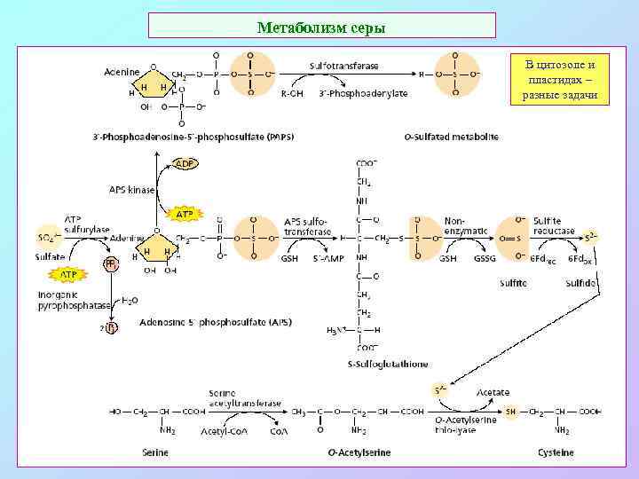 Метаболизм серы В цитозоле и пластидах – разные задачи 
