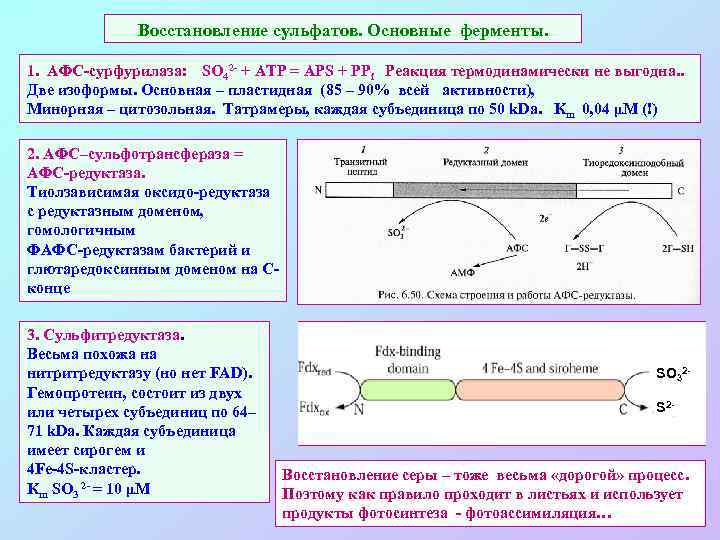 Восстановление сульфатов. Основные ферменты. 1. АФС-сурфурилаза: SO 42 - + ATP = APS +