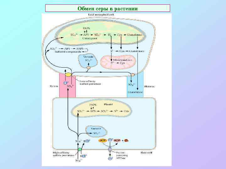 Обмен серы в растении 