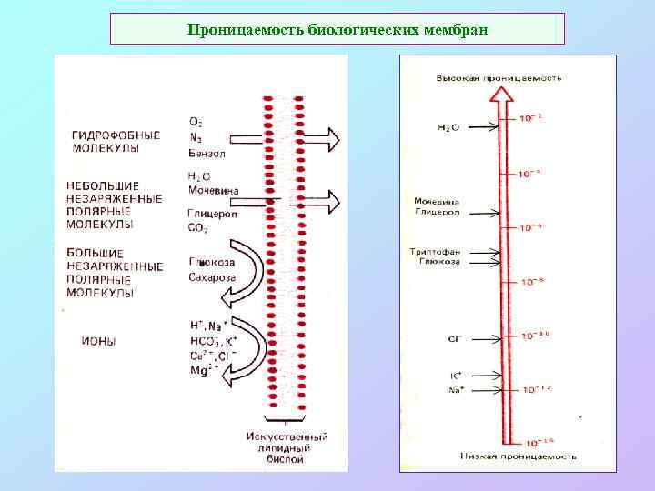 Проницаемость биологических мембран 