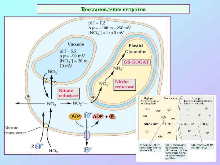 Восстановление нитратов 