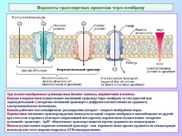 Варианты транспортных процессов через мембрану Вторично-активный транспорт Три класса мембранных транспортных белков: каналы, переносчики