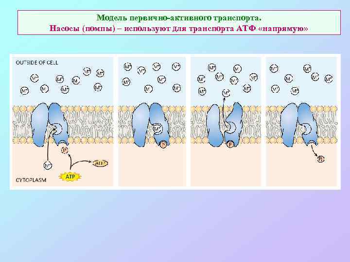 Модель первично-активного транспорта. Насосы (помпы) – используют для транспорта АТФ «напрямую» 