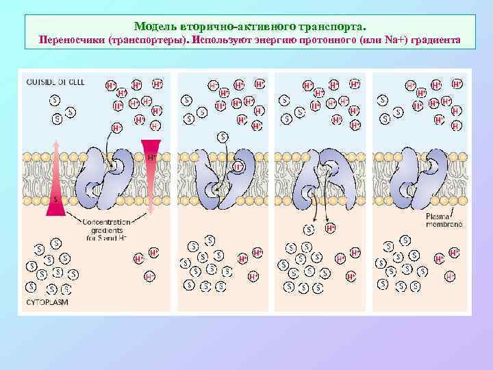 Модель вторично-активного транспорта. Переносчики (транспортеры). Используют энергию протонного (или Na+) градиента 