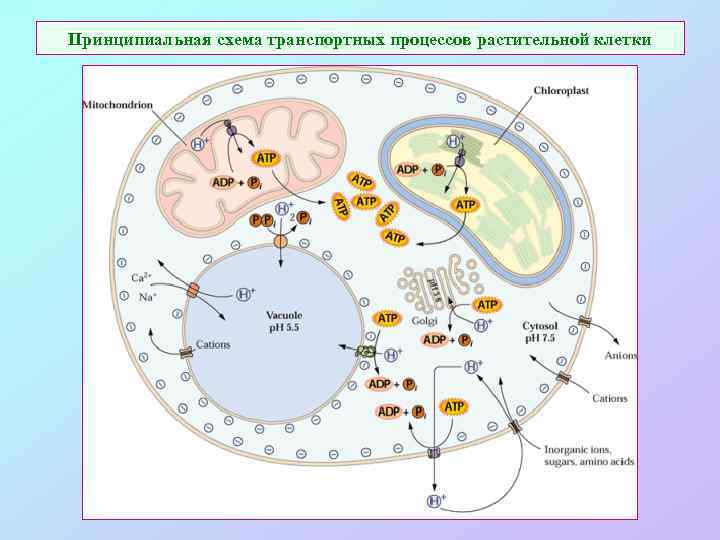 Принципиальная схема транспортных процессов растительной клетки 