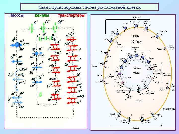 Схема транспортных систем растительной клетки Насосы Каналы Транспортеры 