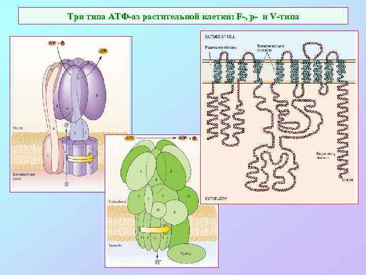 Три типа АТФ-аз растительной клетки: F-, p- и V-типа 