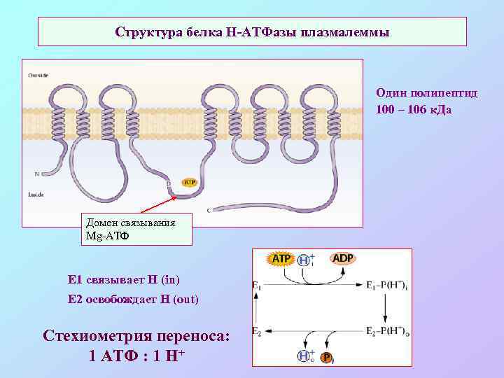 Структура белка Н-АТФазы плазмалеммы Один полипептид 100 – 106 к. Да Домен связывания Mg-АТФ