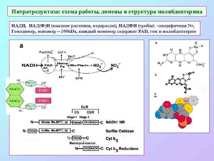 Нитратредуктаза: схема работы, домены и структура молибдоптерина НАДН, НАД(Ф)Н (высшие растения, водоросли), НАДФН (грибы)