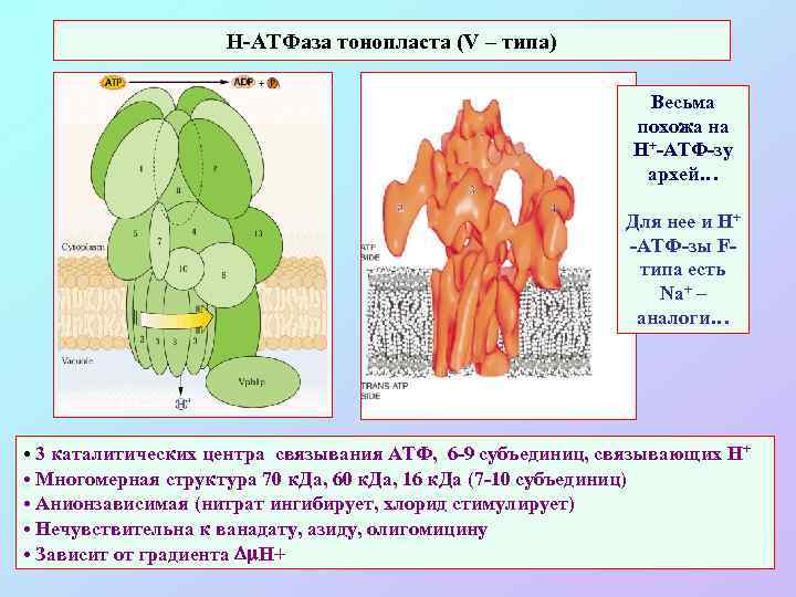 Н-АТФаза тонопласта (V – типа) Весьма похожа на Н+-АТФ-зу архей… Для нее и Н+
